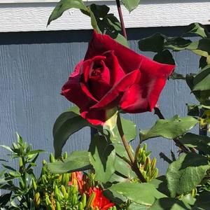 Meet your Posher, Sea